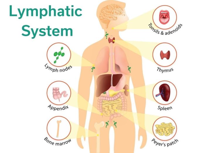 Lymphatic System